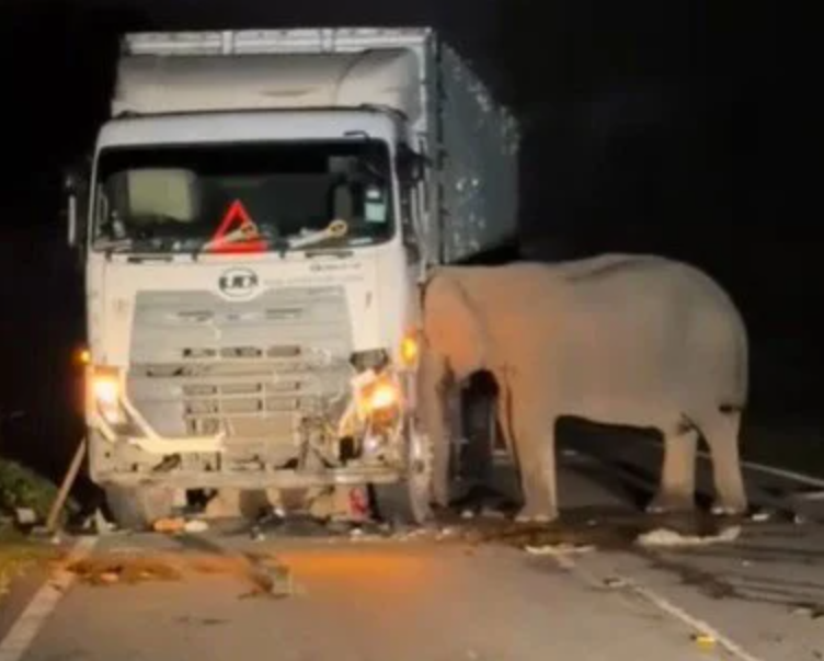 ▲▼             。（圖／翻攝自中國報）