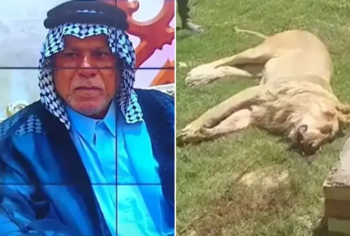 ▲▼ 把獅子當寵物養！他買回家「被活活咬死」。（圖／翻攝自X）