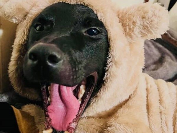 ▲歐告偷吃不擦嘴表情超心虛　鼻頭黏飯粒「帶便當」舔不到（圖／網友@pyt_typ3.0提供，請勿隨意翻拍，以免侵權。）