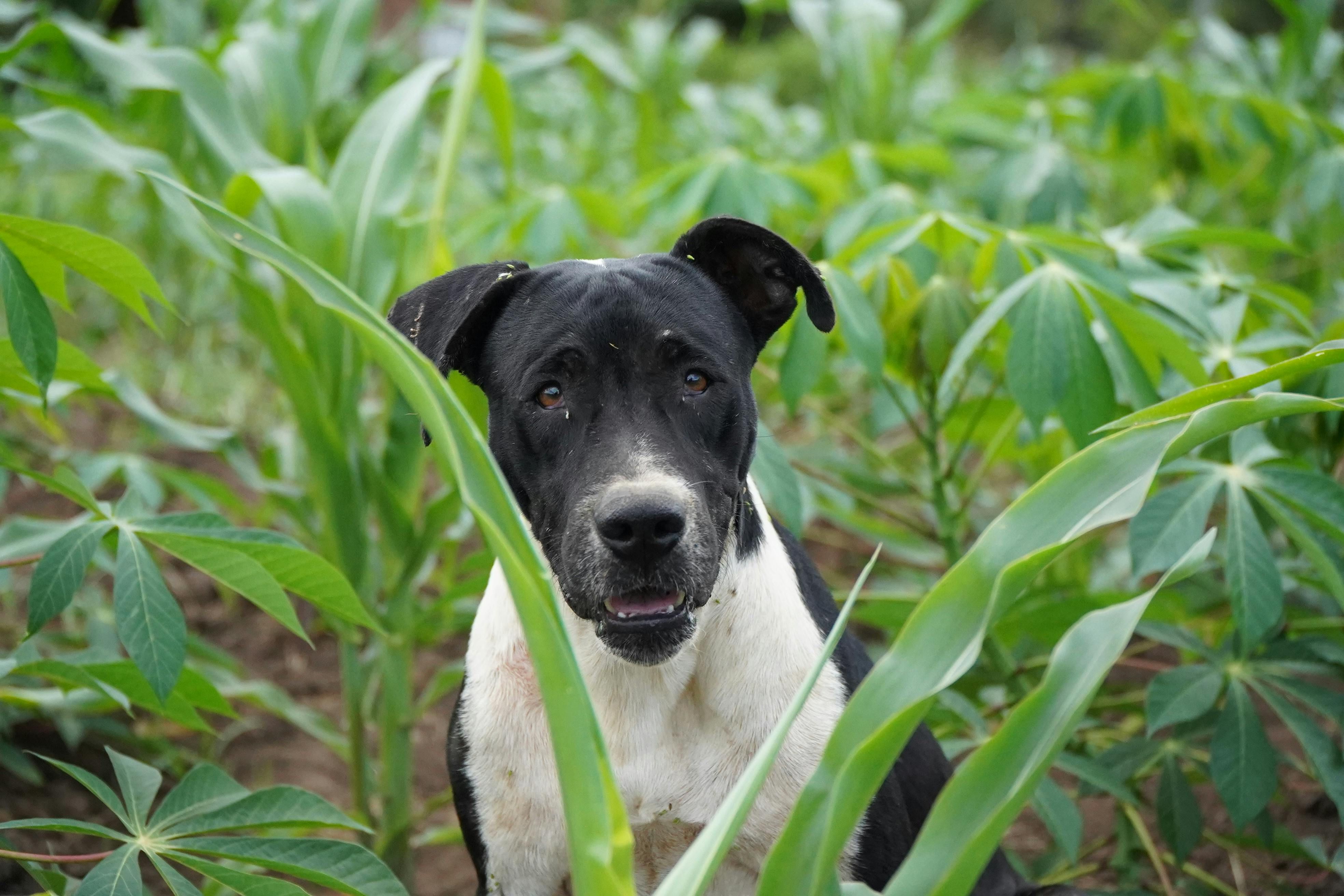 ▲▼ 狗狗,行為,實驗,內疚,研究,無辜,毛小孩。（圖／Pexels）