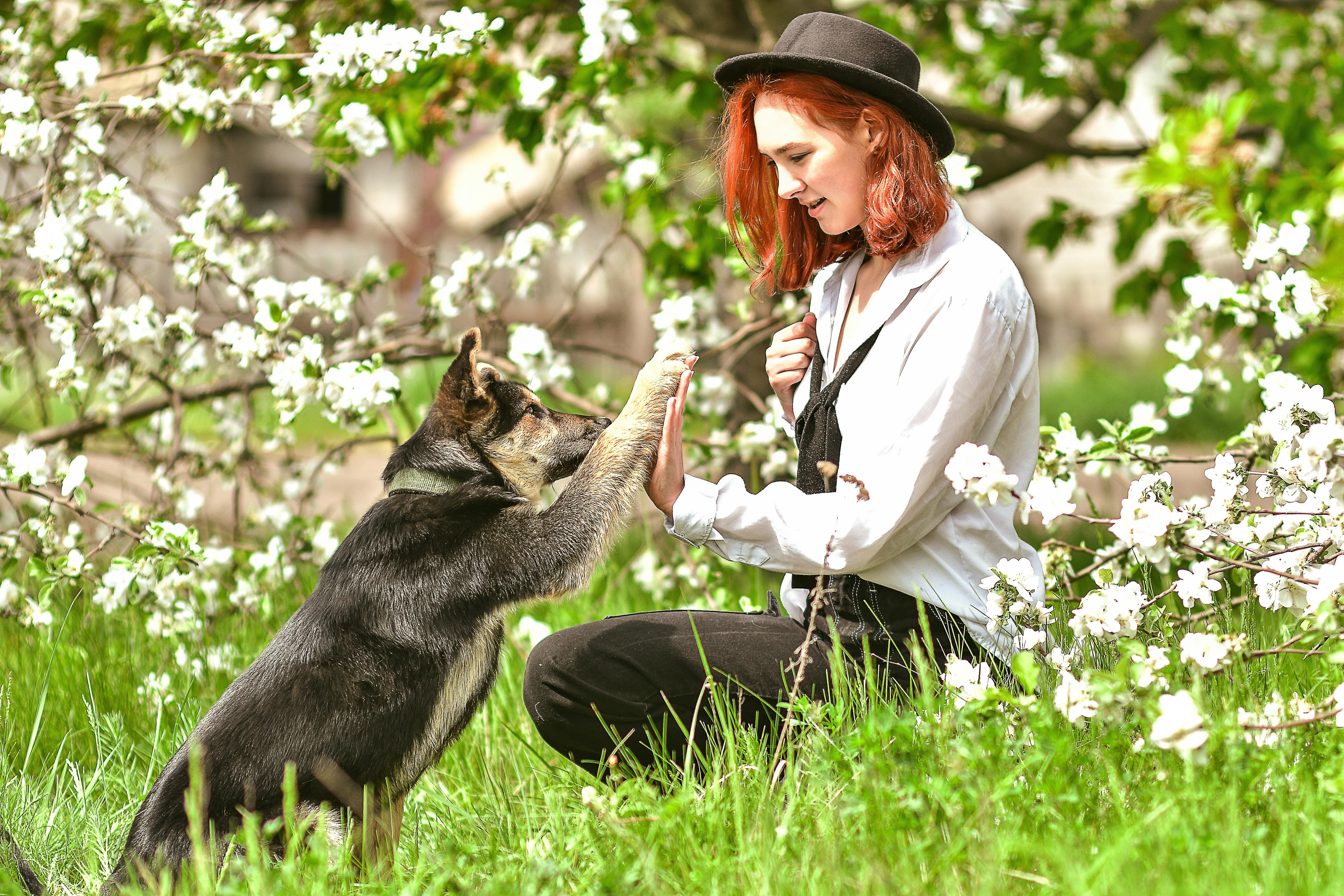 8223171 ▲▼離婚,寵物,監護權,法律,家庭,毛小孩 。(圖/Pexels)