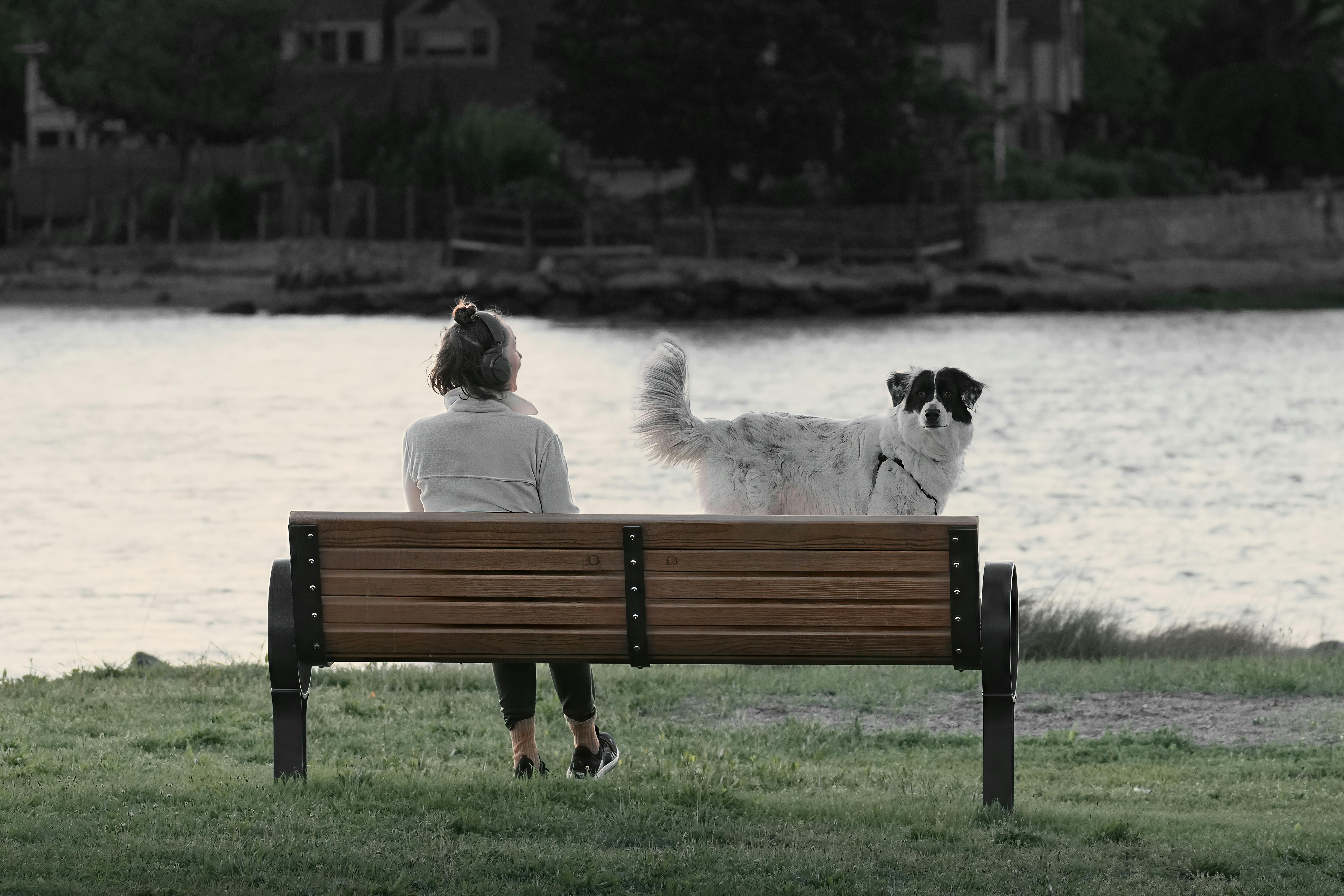 8223172 ▲▼離婚,寵物,監護權,法律,家庭,毛小孩 。(圖/Pexels)