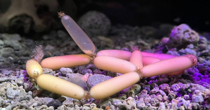 8223419 日本水族館驚現「深海小香腸」 飼養員揭真相:是罕見魚卵