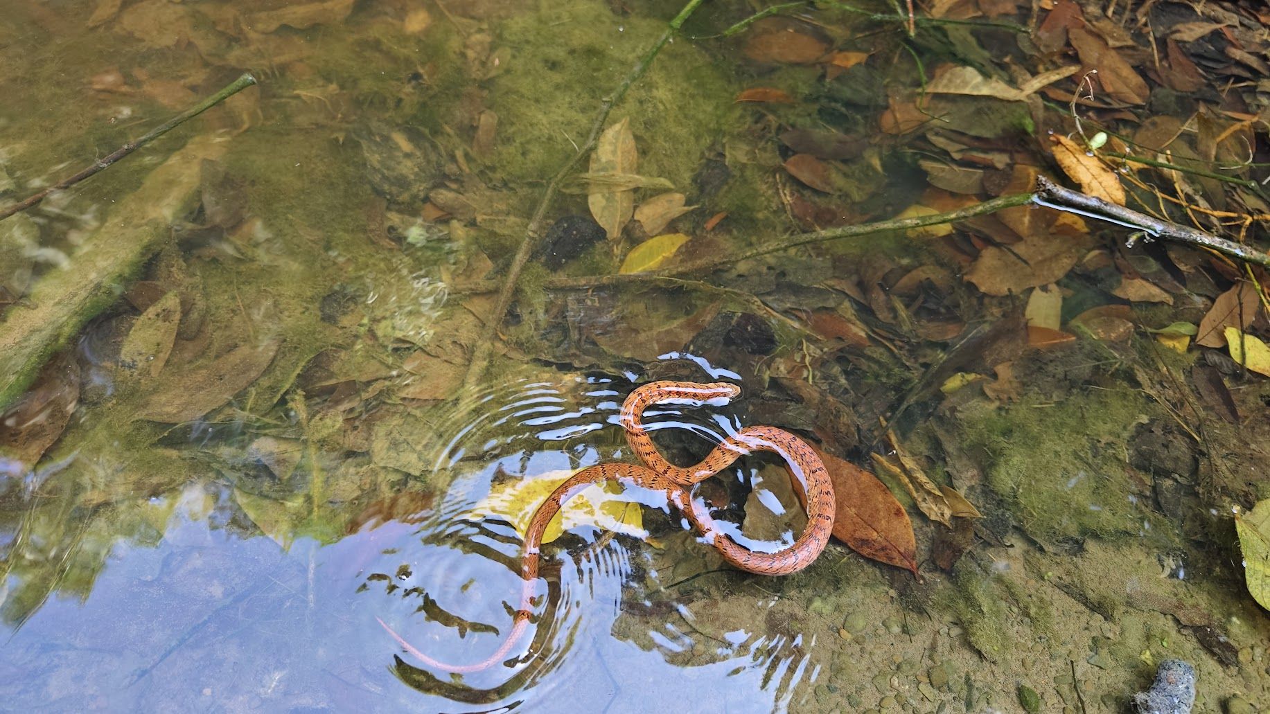 8227513-1 ▲(圖/網友@ryanmiaobaba提供,請勿隨意翻拍,以免侵權。)