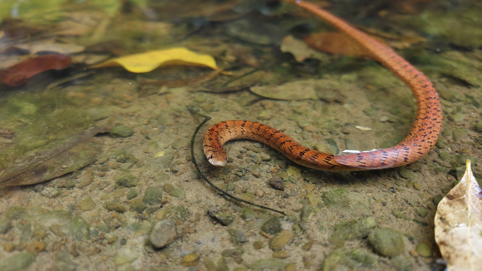 8227514-1 ▲(圖/網友@ryanmiaobaba提供,請勿隨意翻拍,以免侵權。)