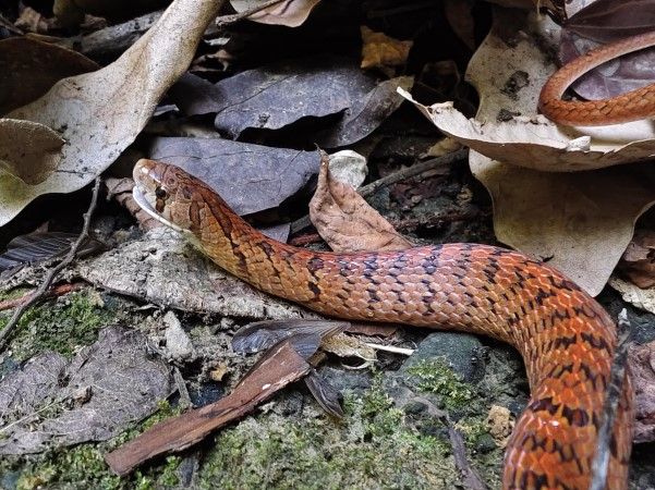 8227515-1 ▲(圖/網友@ryanmiaobaba提供,請勿隨意翻拍,以免侵權。)