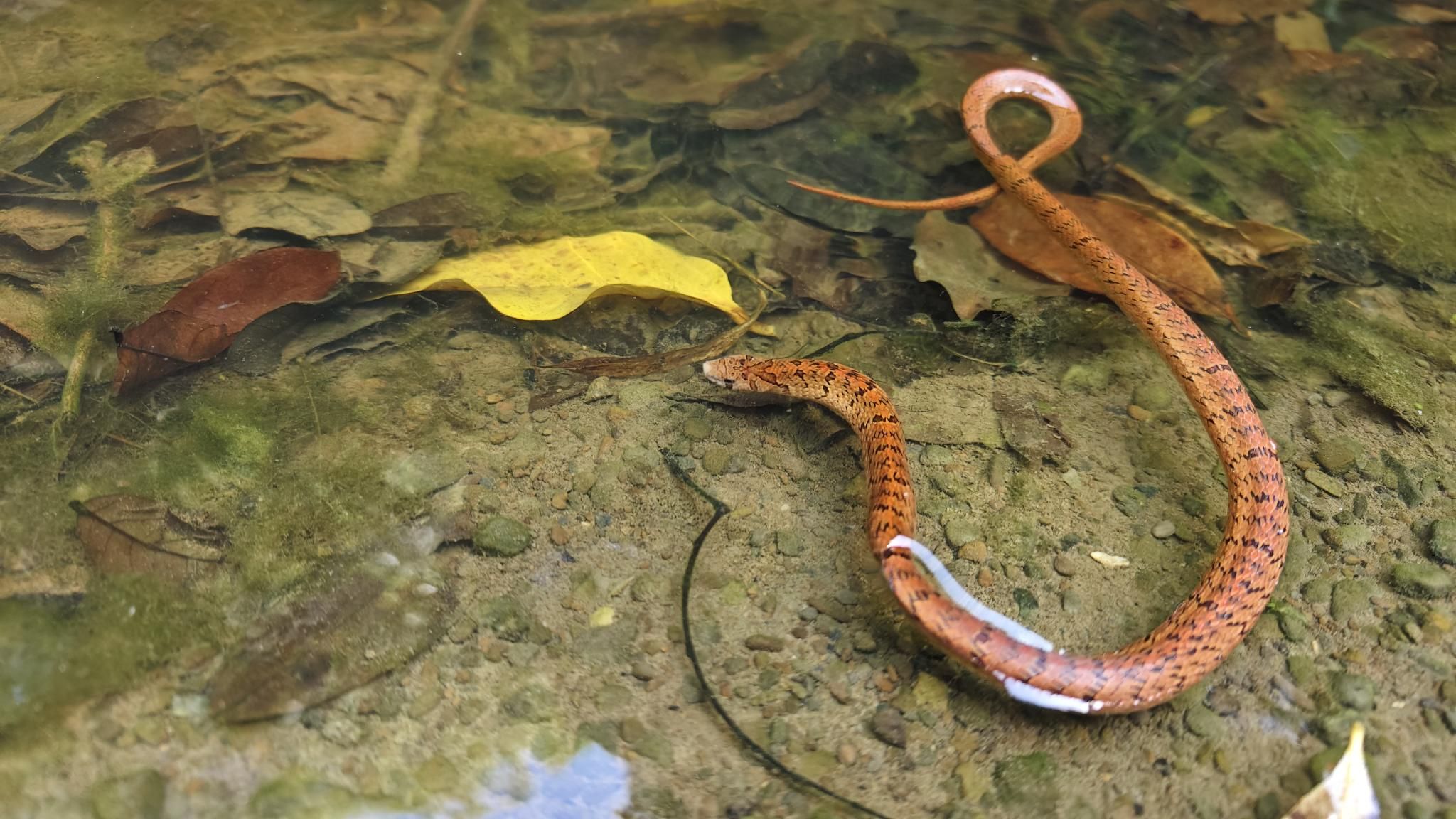 8227516-1 ▲(圖/網友@ryanmiaobaba提供,請勿隨意翻拍,以免侵權。)