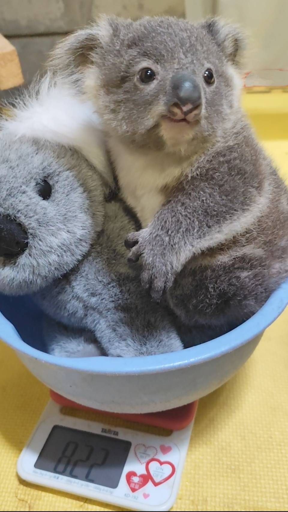 8228018 ▲(圖/翻攝自X/横浜市立金沢動物園【公式】@kanazawazoo317)