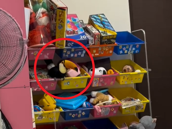 ▲巨嘴鳥搞消失！奴才一度找不到　定睛一看原來「裝玩偶」躲玩具櫃。（圖／網友@lily20240411提供，請勿隨意翻拍，以免侵權。）