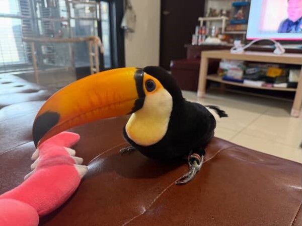 ▲巨嘴鳥搞消失！奴才一度找不到　定睛一看原來「裝玩偶」躲玩具櫃。（圖／網友@lily20240411提供，請勿隨意翻拍，以免侵權。）