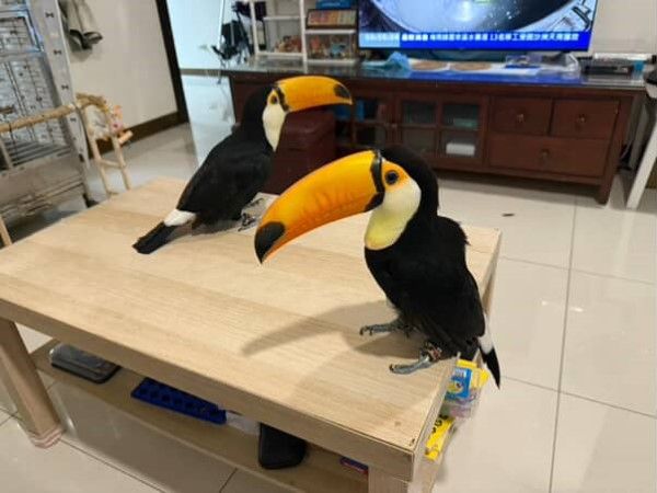 ▲巨嘴鳥搞消失！奴才一度找不到　定睛一看原來「裝玩偶」躲玩具櫃。（圖／網友@lily20240411提供，請勿隨意翻拍，以免侵權。）