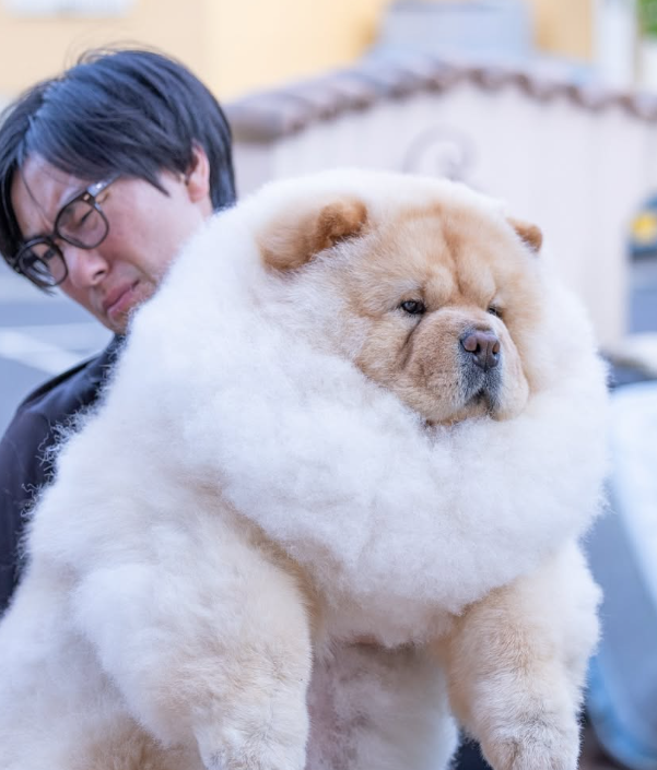 8231164-1 ▲日男扛「瓦斯桶」鬆獅犬表情超吃力 護女心切:不過才區區25公斤。(圖/翻攝自IG@_komame_chan_)