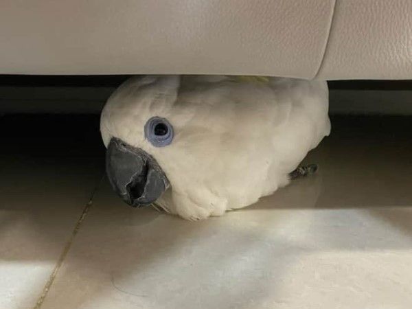 ▲（圖／網友@anchi.86提供，請勿隨意翻拍，以免侵權。）