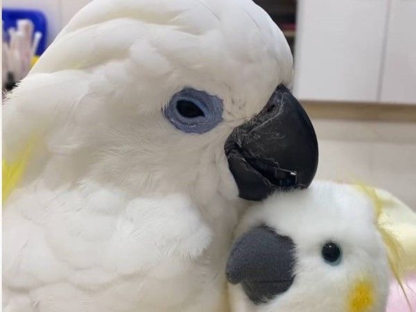 ▲（圖／網友@anchi.86提供，請勿隨意翻拍，以免侵權。）