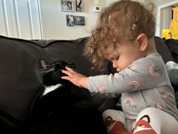 ▲外國視障寶寶擁有最親密的「導盲貓」　形影不離：我會陪著你長大。（圖／翻攝自the dodo／Alexis Wiggins）