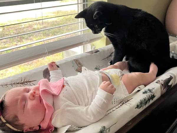 ▲外國視障寶寶擁有最親密的「導盲貓」　形影不離：我會陪著你長大。（圖／翻攝自the dodo／Alexis Wiggins）