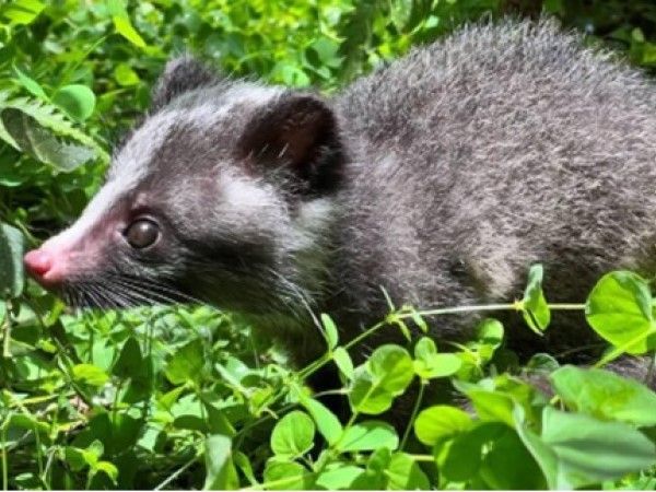 ▲鼬獾為台灣「狂犬病」主要傳播宿主！　新北動保擴大野生動物防疫（圖／新北市政府動物保護防疫處提供。）
