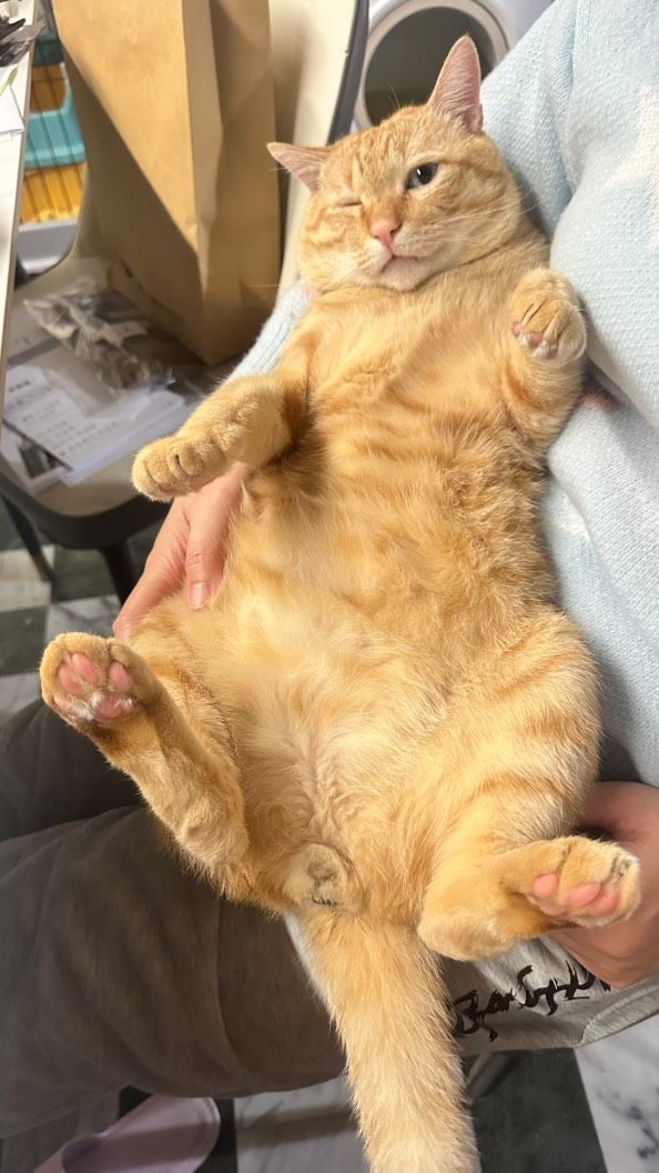 ▲奴才捐血被告知「不能搬重物」　抱自家大肚橘貓：7.7公斤算嗎？（圖／網友＠wen_chih_chin提供，請勿隨意翻拍，以免侵權。）