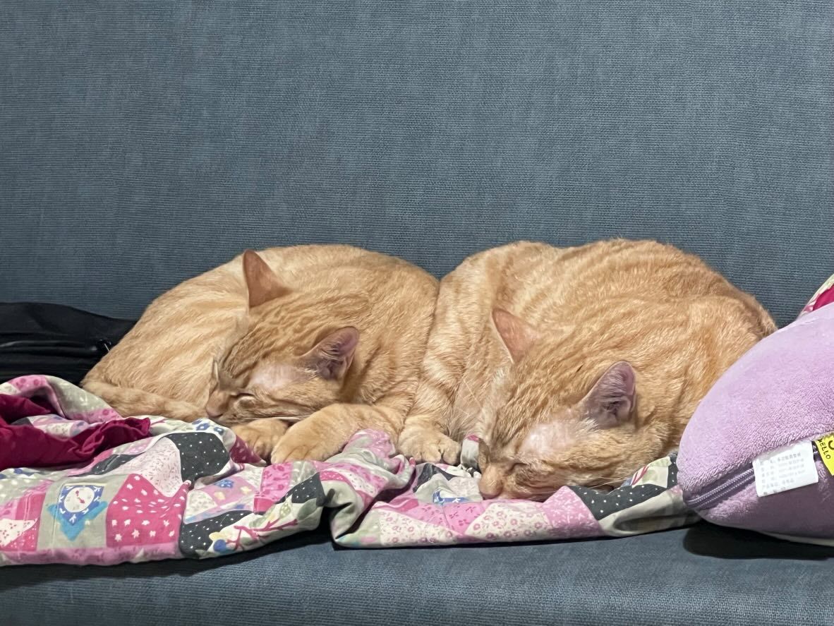 ▲奴才捐血被告知「不能搬重物」　抱自家大肚橘貓：7.7公斤算嗎？（圖／網友＠wen_chih_chin提供，請勿隨意翻拍，以免侵權。）