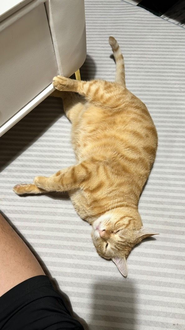 ▲▲奴才捐血被告知「不能搬重物」，上網發問「我家這隻算重物嗎？」。（圖／網友＠wen_chih_chin提供，請勿隨意翻拍，以免侵權。）