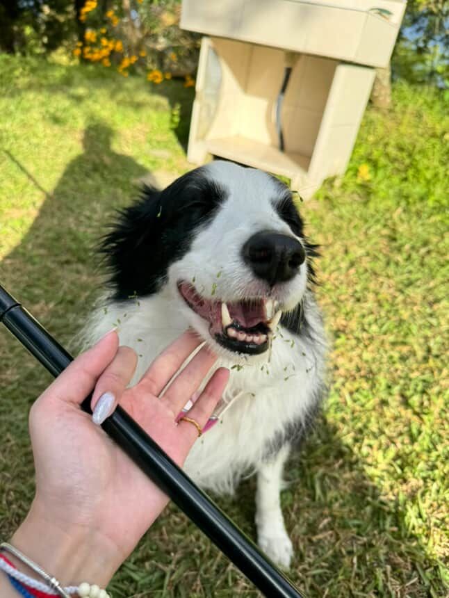 8238302 ▲邊境牧羊犬搗蛋被媽質問 掃地機器人秒回:我在充電呢!。(圖/網友@nini_chang0720提供,請勿隨意翻拍,以免侵權。)