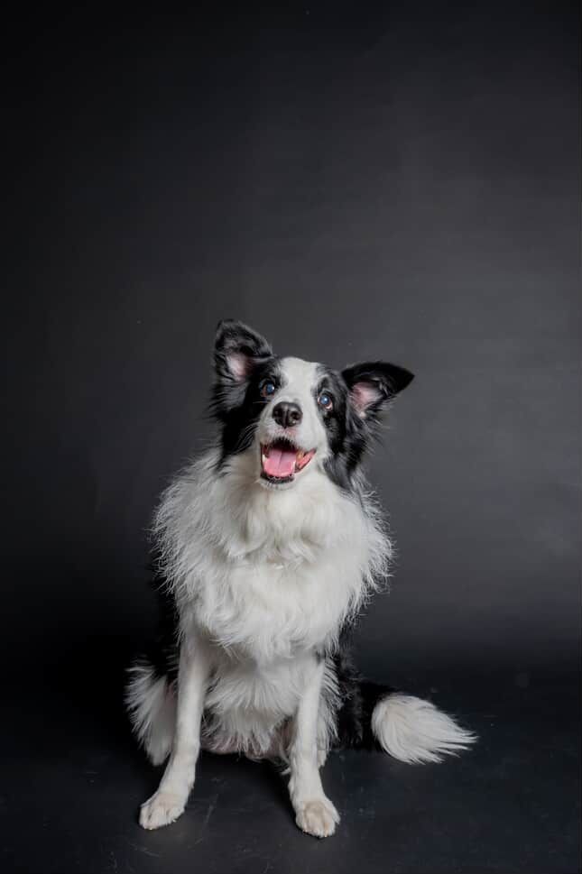 8238303 ▲邊境牧羊犬搗蛋被媽質問 掃地機器人秒回:我在充電呢!。(圖/網友@nini_chang0720提供,請勿隨意翻拍,以免侵權。)