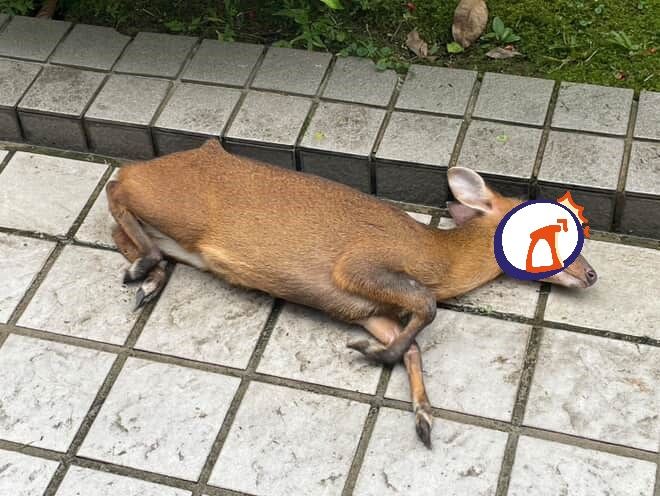 8239122-1 ▲(圖/網友@hrka1236提供,請勿隨意翻拍,以免侵權。)