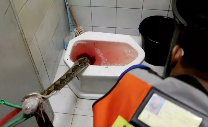 8239786 ▲▼蹲馬桶GG突被巨蟒咬! 泰男頂「爆血下體」與3.3m大蟒蛇對戰。(圖/翻攝自Bangpakong News)