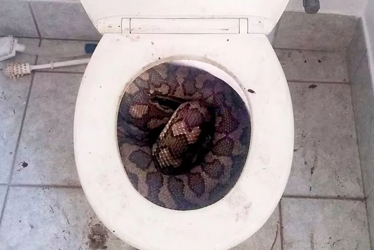 8239788 ▲▼蹲馬桶GG突被巨蟒咬! 泰男頂「爆血下體」與3.3m大蟒蛇對戰。(圖/翻攝自Bangpakong News)