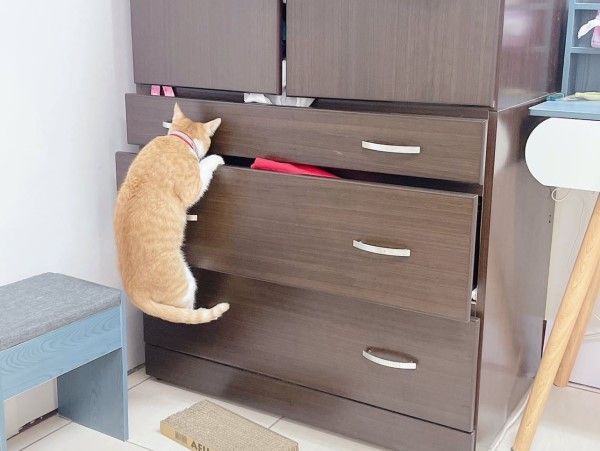 ▲家中出現超大型菜蟲！　橘貓「廚房巡邏」狂嗑空心菜有夠陶醉。（圖／IG@bibi_oec提供，請勿隨意翻拍，以免侵權。）