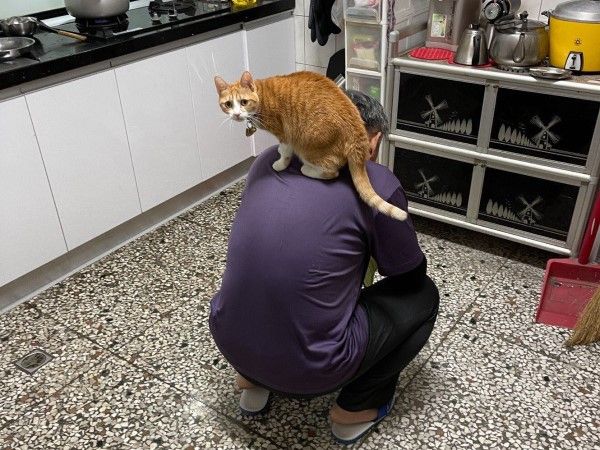 ▲家中出現超大型菜蟲！　橘貓「廚房巡邏」狂嗑空心菜有夠陶醉。（圖／IG@bibi_oec提供，請勿隨意翻拍，以免侵權。）