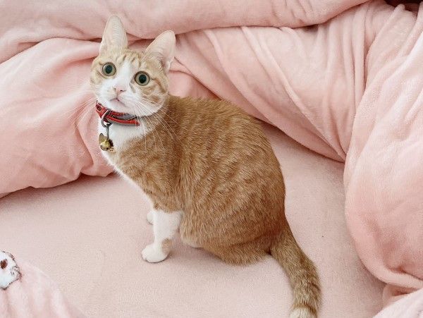 ▲家中出現超大型菜蟲！　橘貓「廚房巡邏」狂嗑空心菜有夠陶醉。（圖／IG@bibi_oec提供，請勿隨意翻拍，以免侵權。）