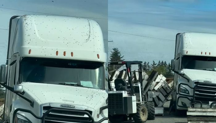 ▲▼美國卡車翻覆「1400萬蜜蜂」越獄！恐怖畫面曝　20蜂農緊急救援。（圖／翻攝自Facebook）