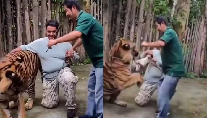 ▲▼和老虎合照「0距離狂撸」！男遊客下秒遭飛撲猛咬　驚悚畫面曝。（圖／翻攝自X）