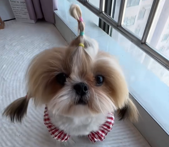 ▲（圖／翻攝自抖音／麦宝是只小西施）