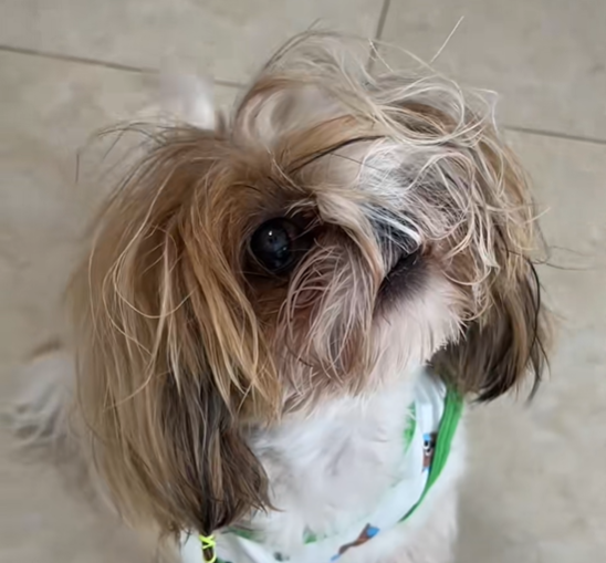 ▲（圖／翻攝自抖音／麦宝是只小西施）