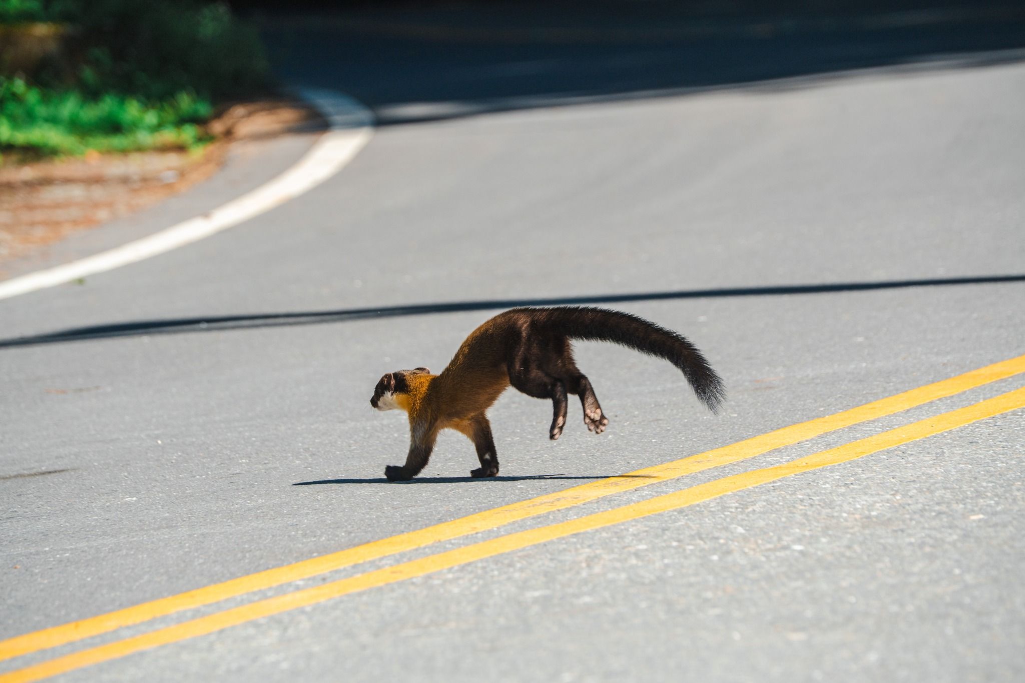 ▲玉管處小編目睹白鼻心路殺瞬間　慟籲：開山路時減速慢行。（圖／翻攝自玉山國家公園臉書）
