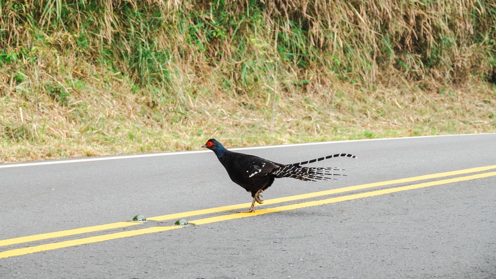 ▲玉管處小編目睹白鼻心路殺瞬間　慟籲：開山路時減速慢行。（圖／翻攝自玉山國家公園臉書）