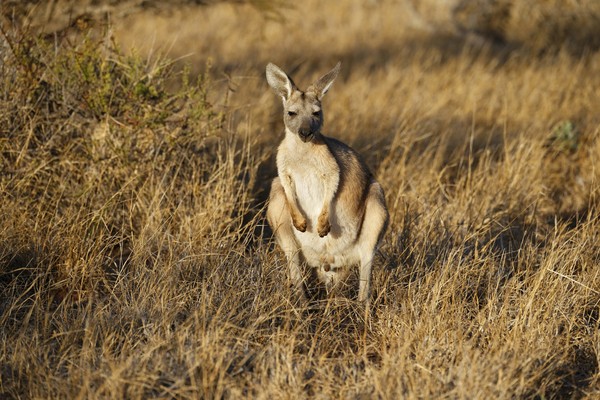 ▲▼ 澳洲,袋鼠。（圖／達志影像／美聯社）