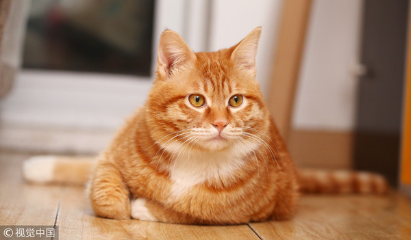 ▲▼橘貓，胖貓，肥貓，折手手，示意圖。（圖／CFP）