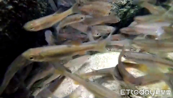 ▲埔里農民引湧泉維護台灣白魚棲地。（圖／資料照片，記者高堂堯翻攝）