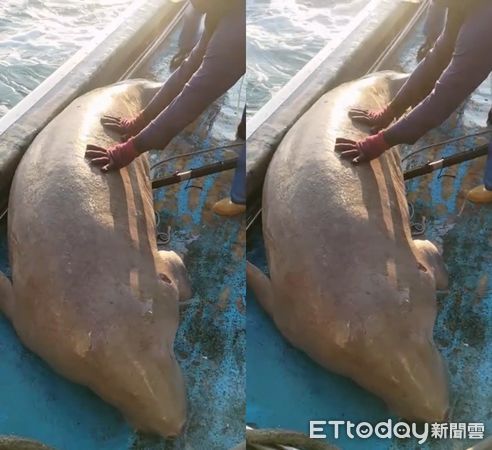 ▲▼誤闖宜蘭定置漁網後被野放的印度太平洋儒艮。（圖／漁民提供，下同）