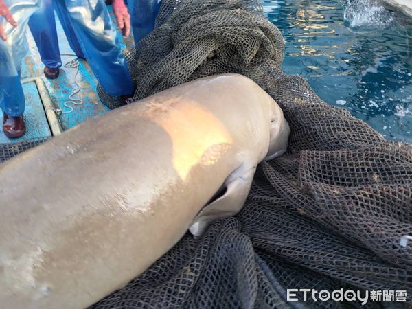 ▲▼誤闖宜蘭定置漁網後被野放的印度太平洋儒艮。（圖／漁民提供，下同）