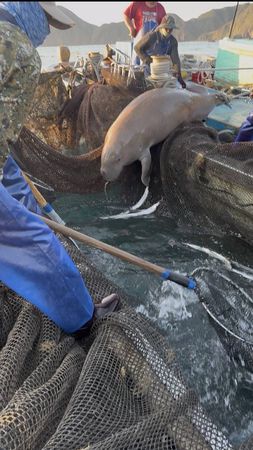 ▲▼誤闖宜蘭定置漁網後被野放的印度太平洋儒艮。（圖／漁民提供，下同）