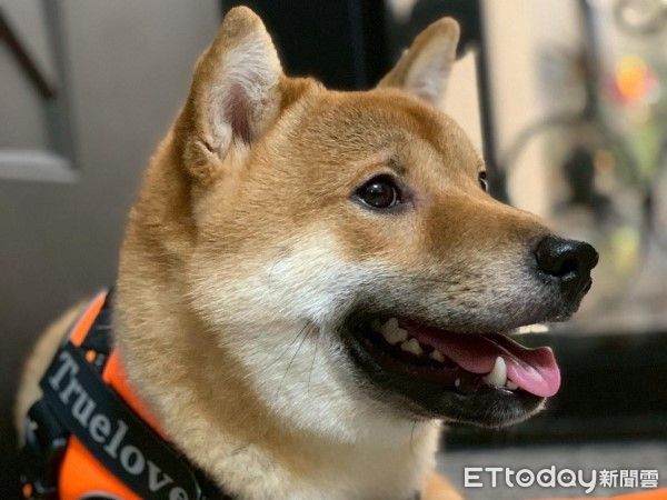 ▲遭比特犬咬死的柴犬阿寶飼主公開手寫信，跟牠道別。（圖／網友@lsh88588提供，請勿隨意翻拍，以免侵權。）