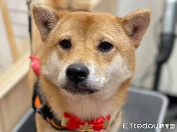 ▲遭比特犬咬死的柴犬阿寶飼主公開手寫信，跟牠道別。（圖／網友@lsh88588提供，請勿隨意翻拍，以免侵權。）