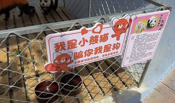 標語寫著「騙你我是狗」。（圖／翻攝自澎湃新聞）