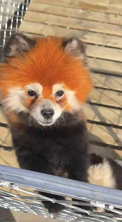 工作人員說明，小狗是買來的時候就已經染色。（圖／翻攝自澎湃新聞）