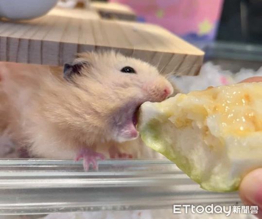 ▲（圖／網友IG@ea31ng提供，請勿隨意翻拍，以免侵權。）