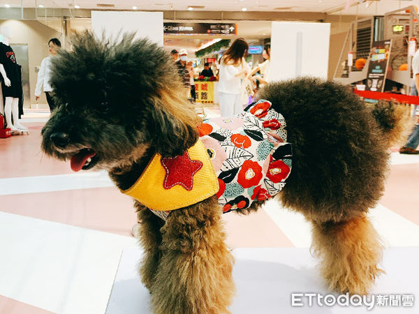 免費寵物健檢。（圖／慈愛動物醫院提供）